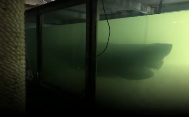 Luke McPherson findet toten Hai in verlassenen Tierpark